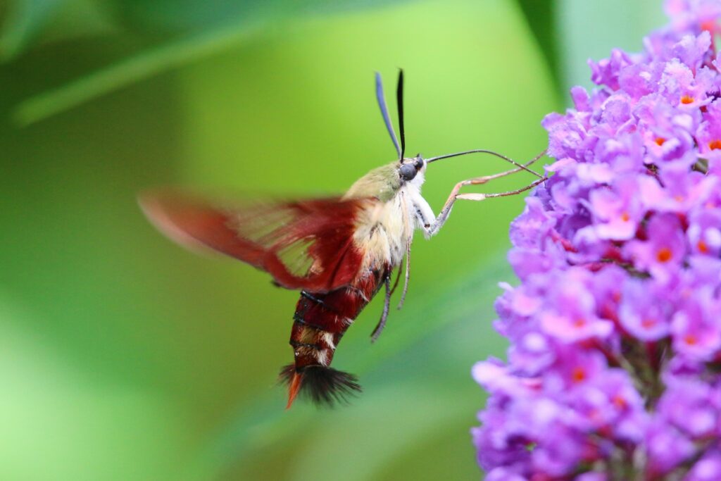 Hummingbird moth