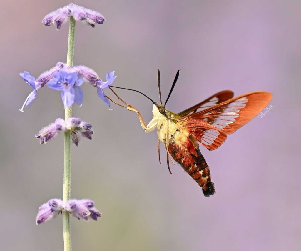Hummingbird moth
