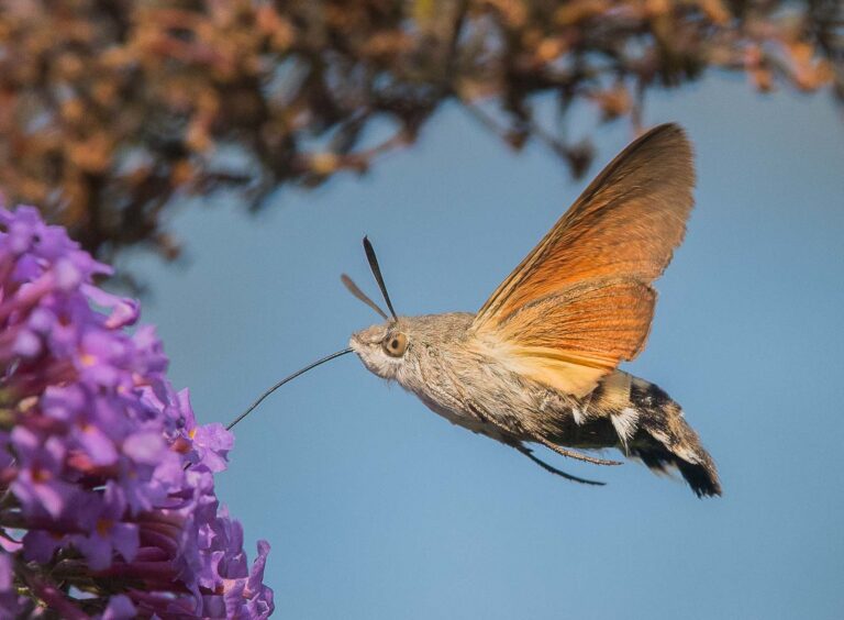 Hummingbird moth