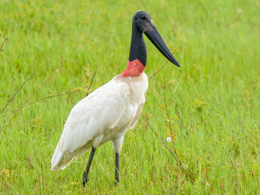 Jabiru