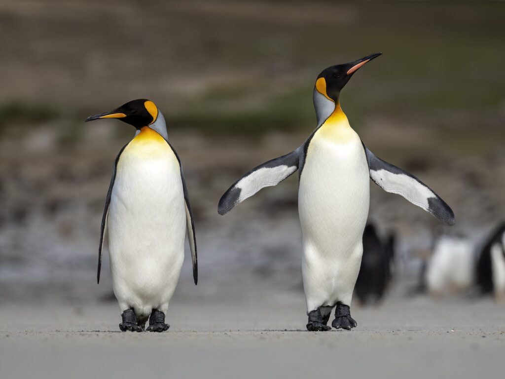 King Penguin