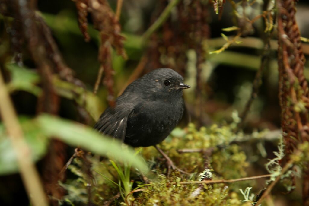 Large-footed Tapaculo