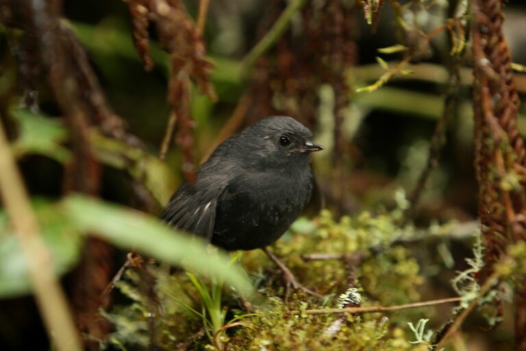 Large-footed Tapaculo