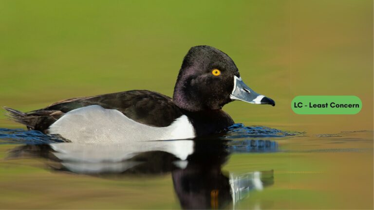 Ring-necked Duck