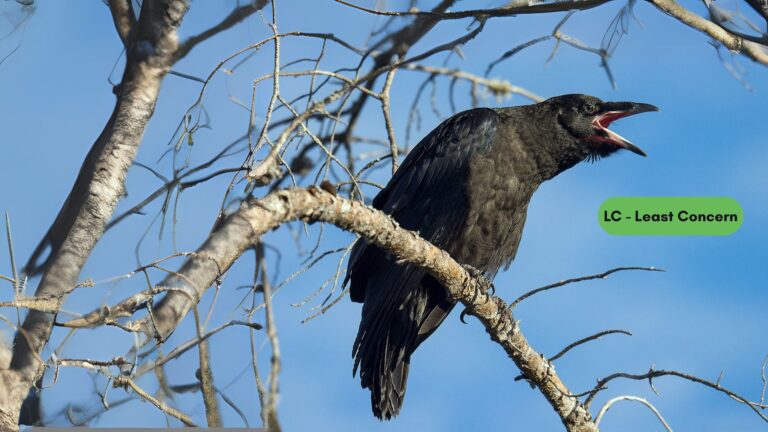 Common Raven