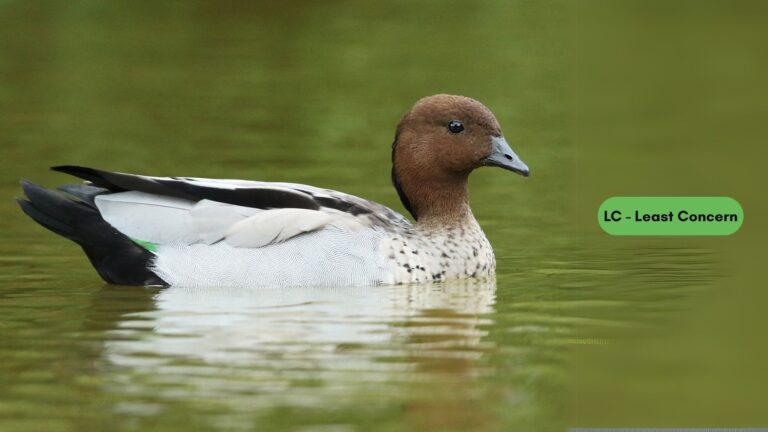 Maned Duck