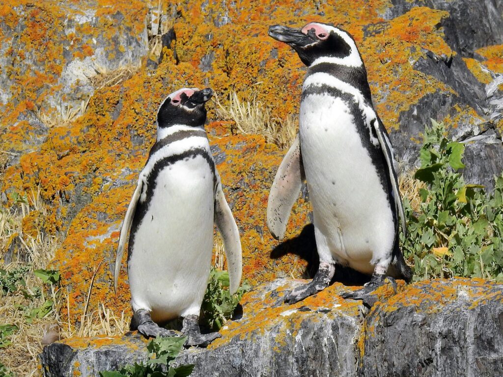 Magellanic Penguin