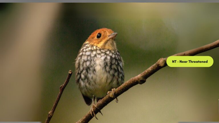 Scallop-breasted Antpitta