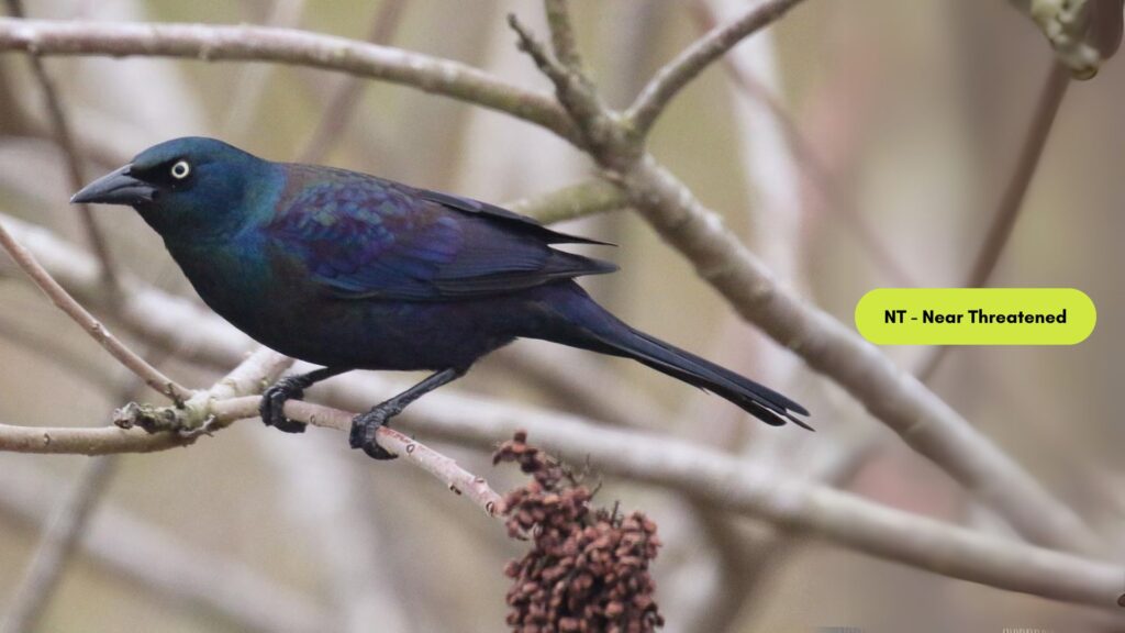 Common Grackle