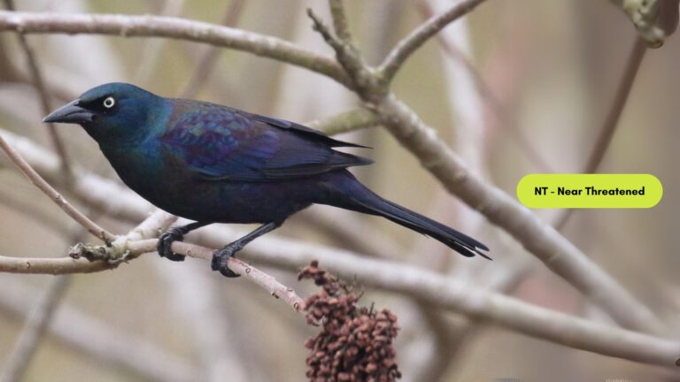 Common Grackle