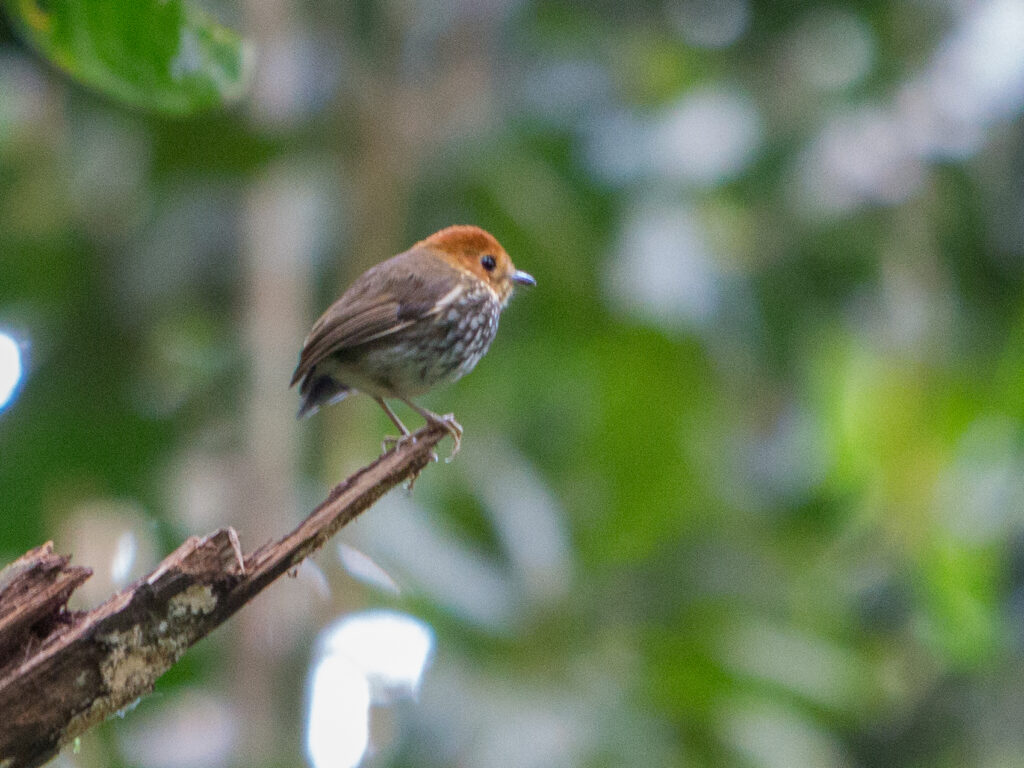Scallop-breasted Antpitta