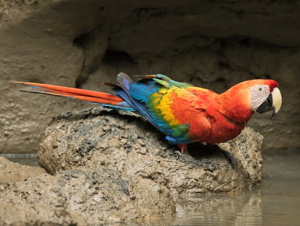 Scarlet Macaw