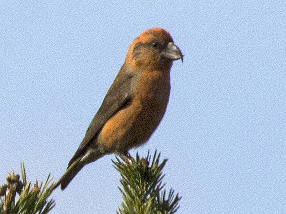 Scottish Crossbill