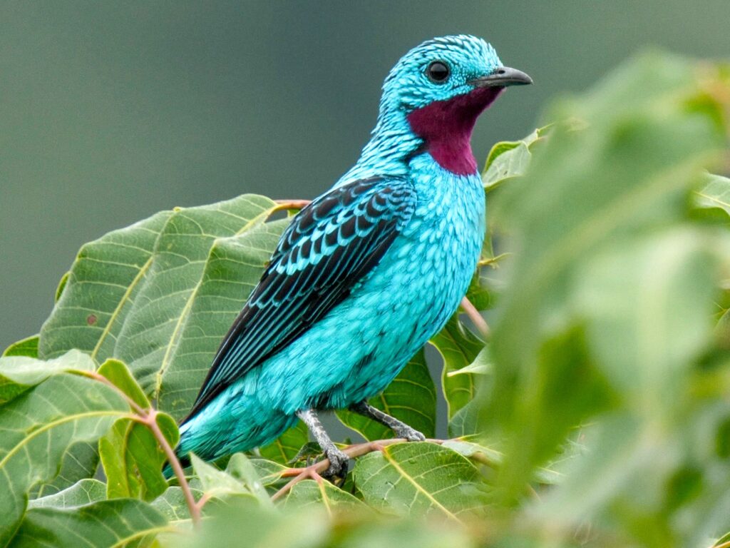Spangled Cotinga