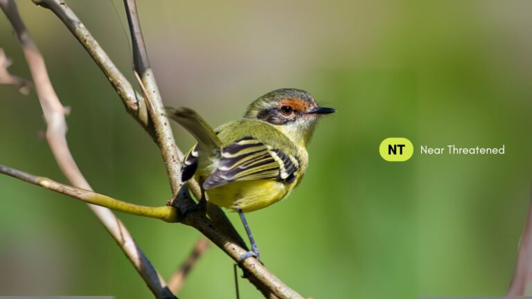 Rufous-lored Tyrannulet