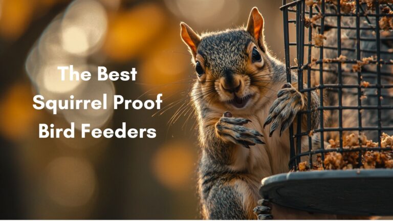Squirrel Proof Bird Feeder
