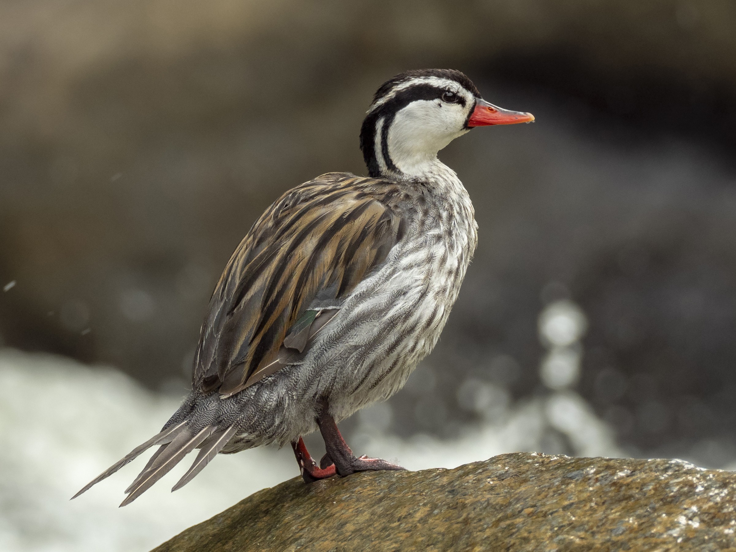 Torrent Duck