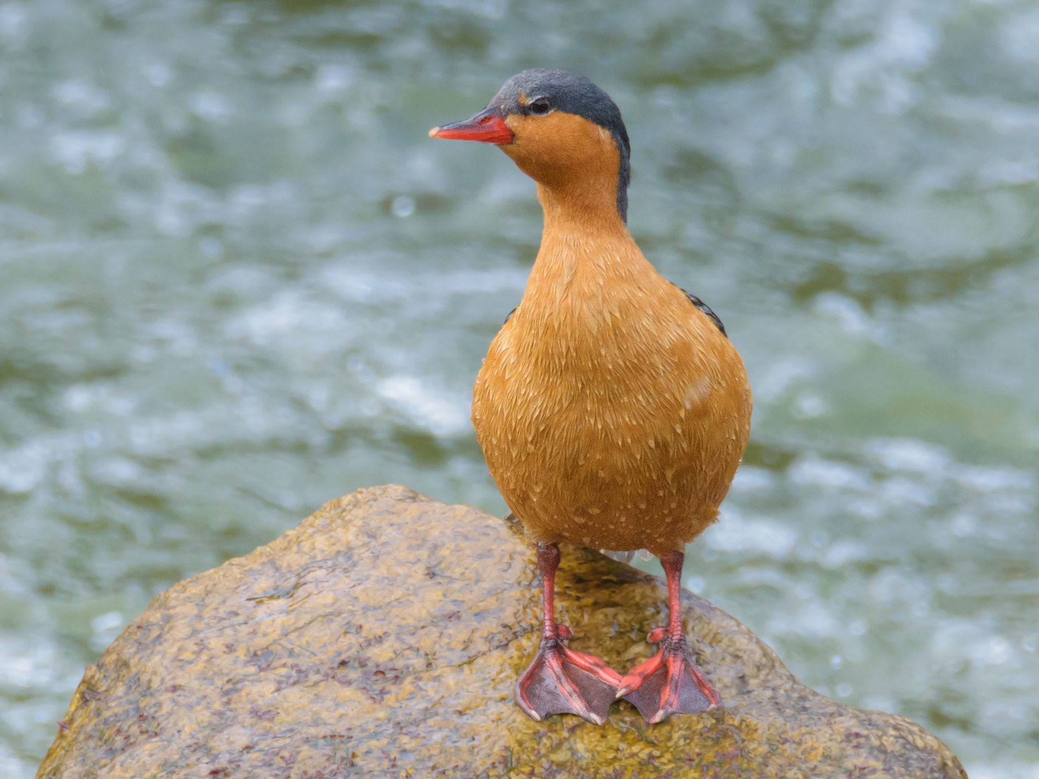 Torrent Duck