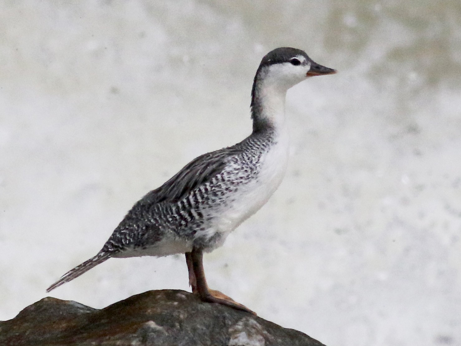 Torrent Duck