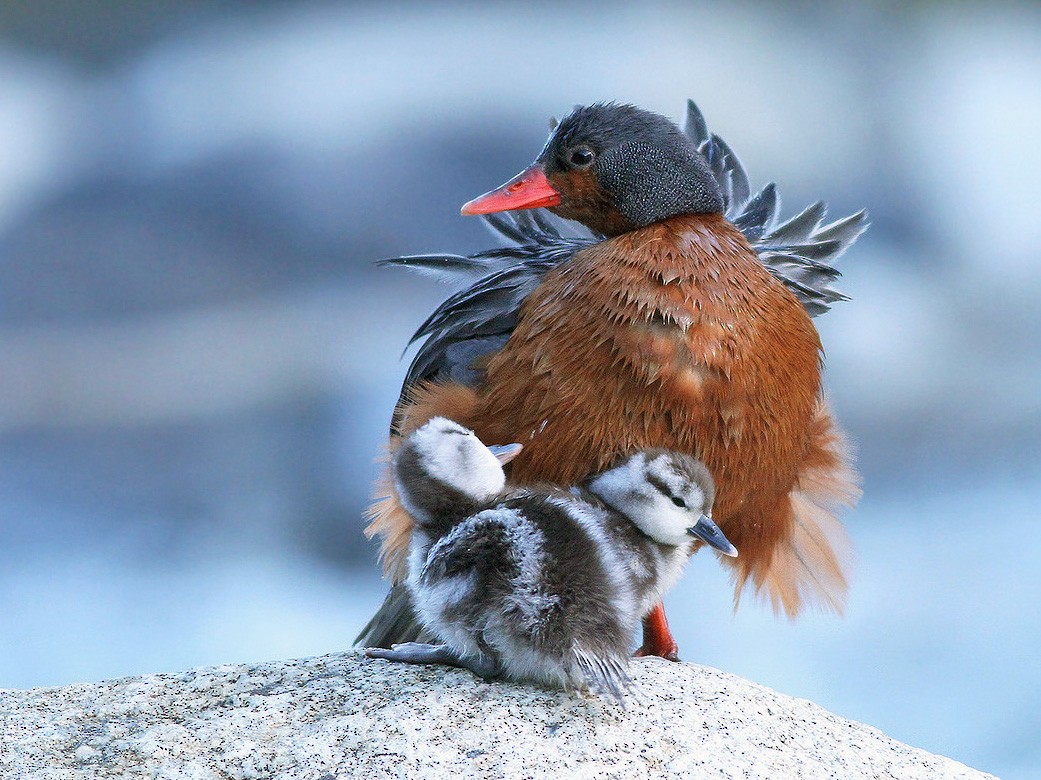 Torrent Duck