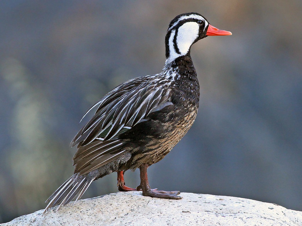 Torrent Duck