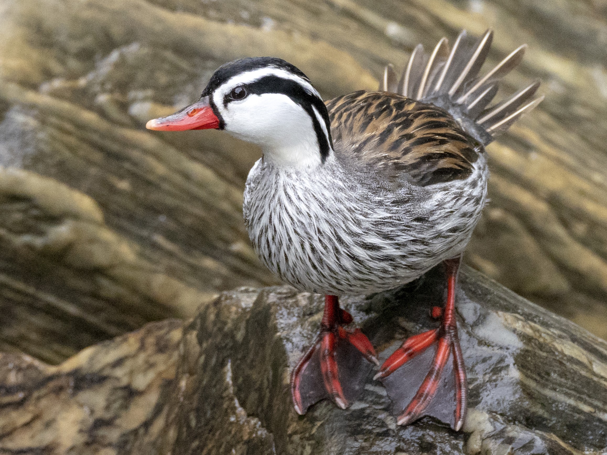 Torrent Duck