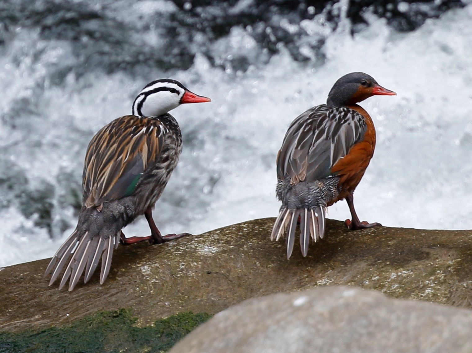 Torrent Duck