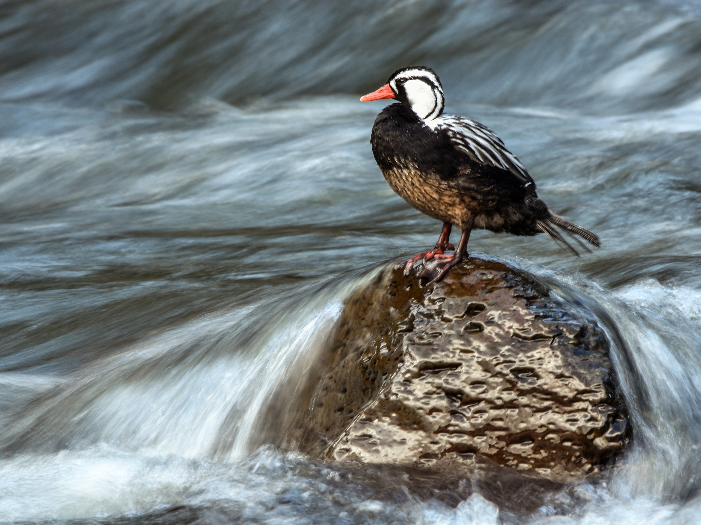 Torrent Duck