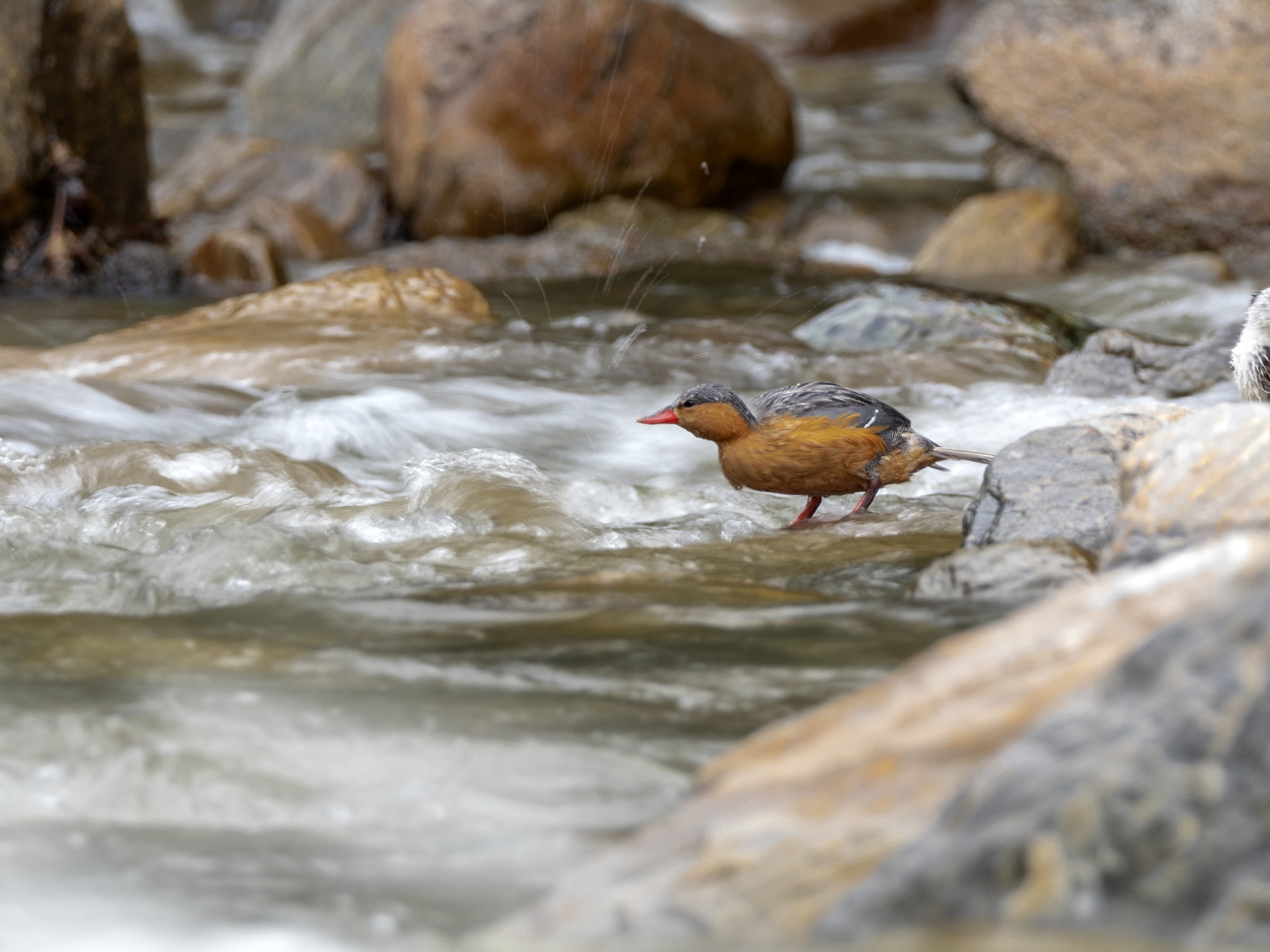 Torrent Duck