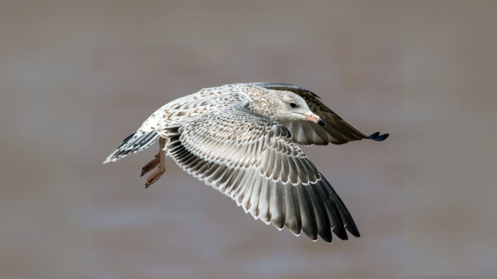 Ring-billed Gull