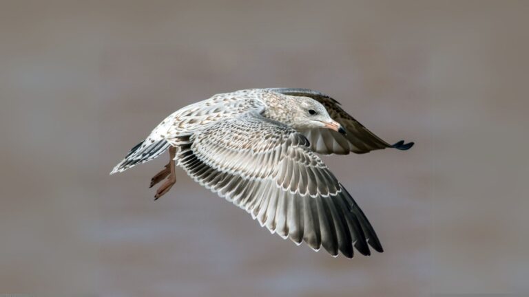 Ring-billed Gull