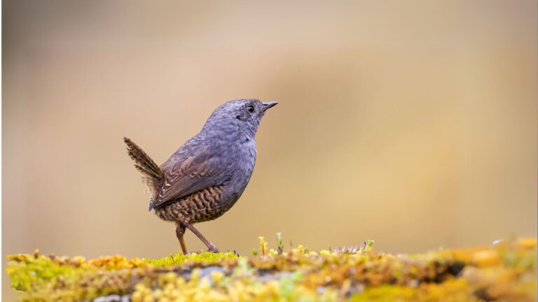 Jalca Tapaculo