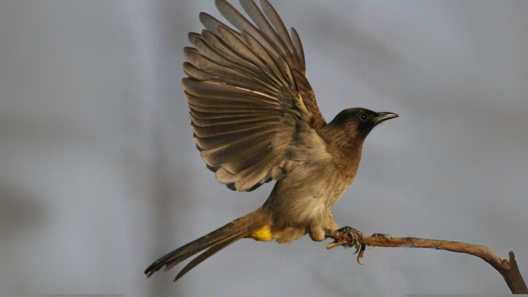 Common Bulbul