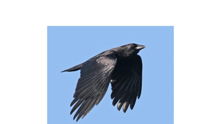 American Crow