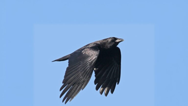 American Crow
