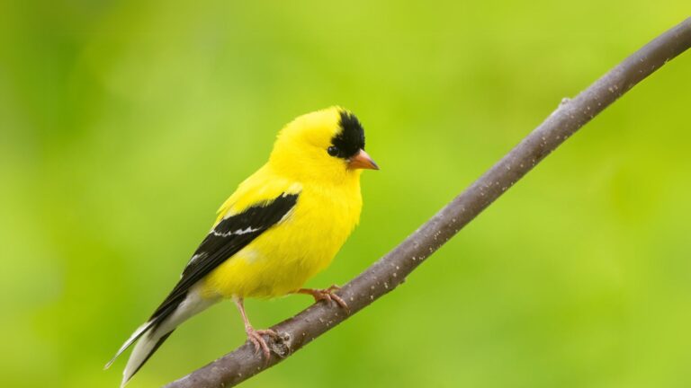 American Goldfinch