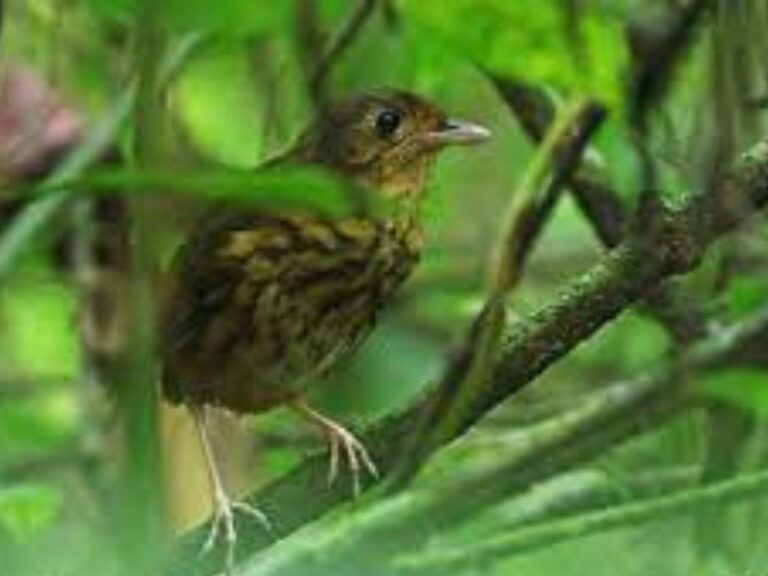 Atuen Antpitta