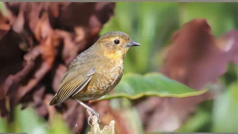 Atuen Antpitta