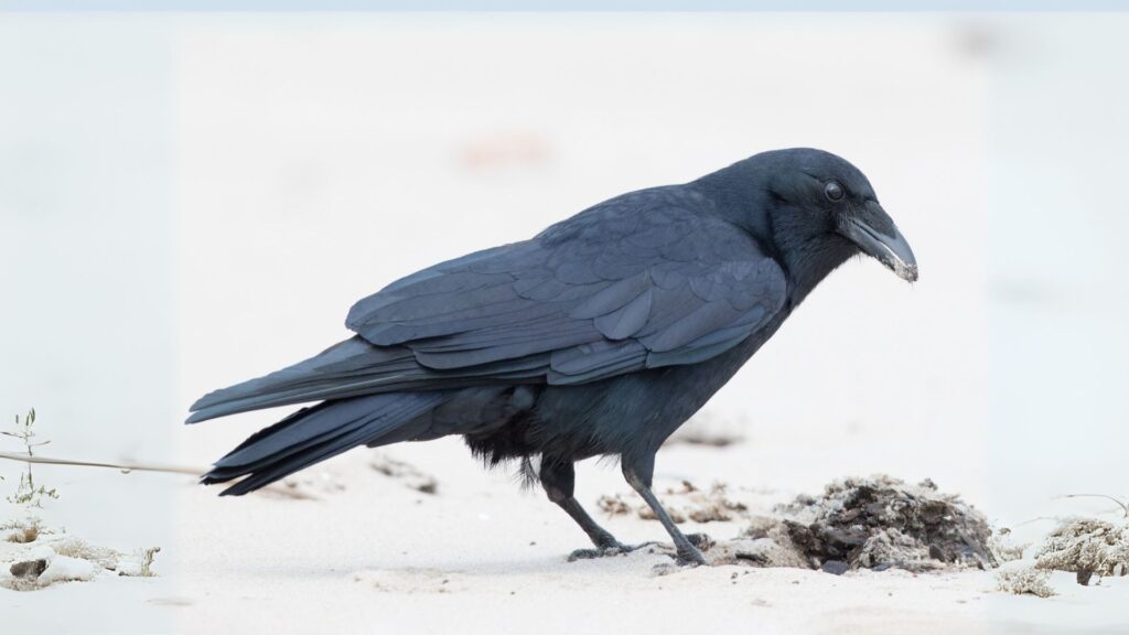 Fish Crow