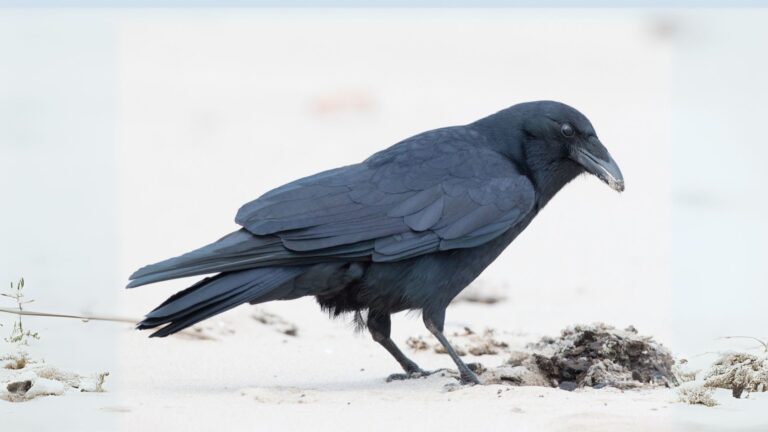 Fish Crow
