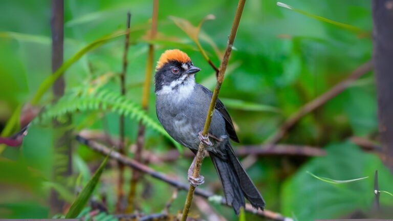 Peruvian Slaty Brushfinch