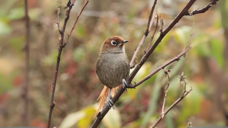 Eye-ringed Thistletail