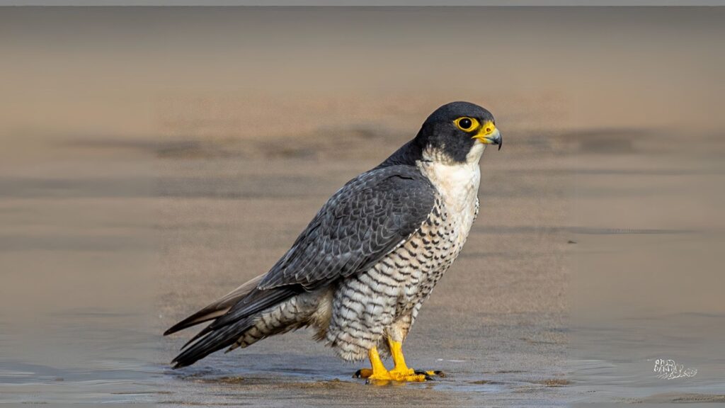 peregrine falcon