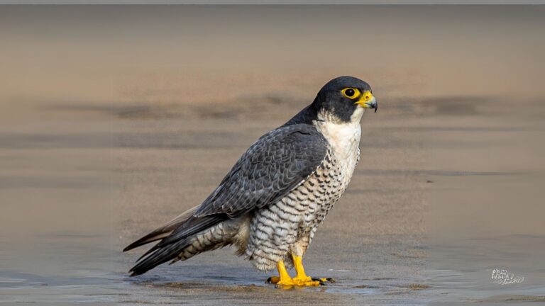peregrine falcon
