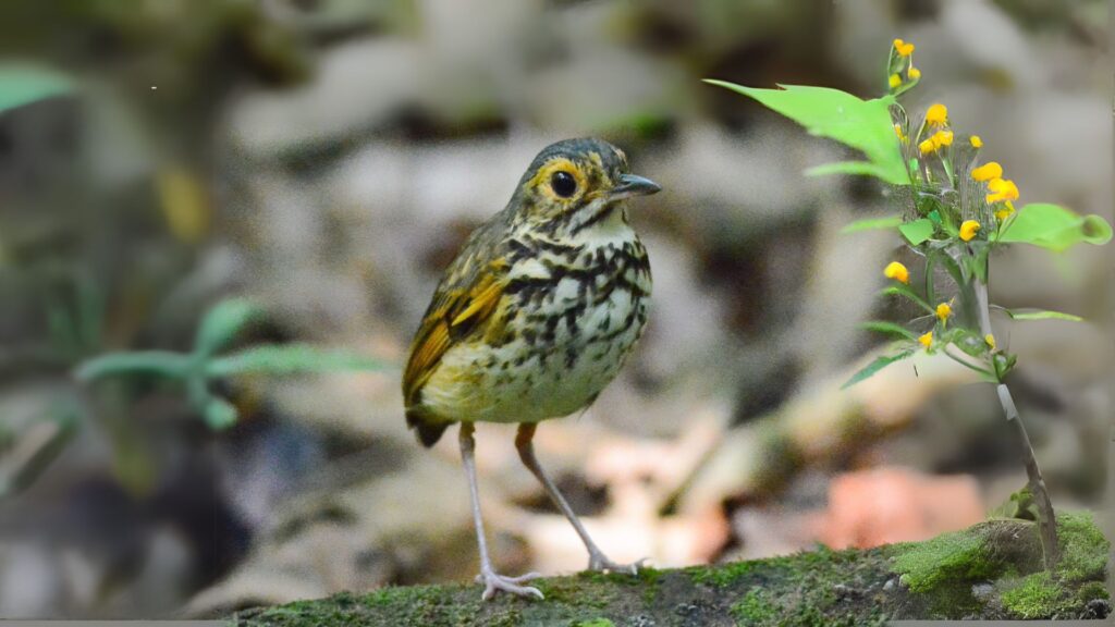 Snethlage's Antpitta