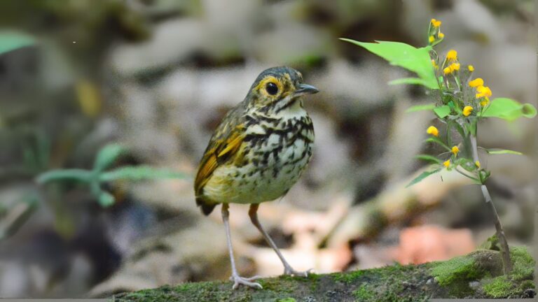 Snethlage's Antpitta