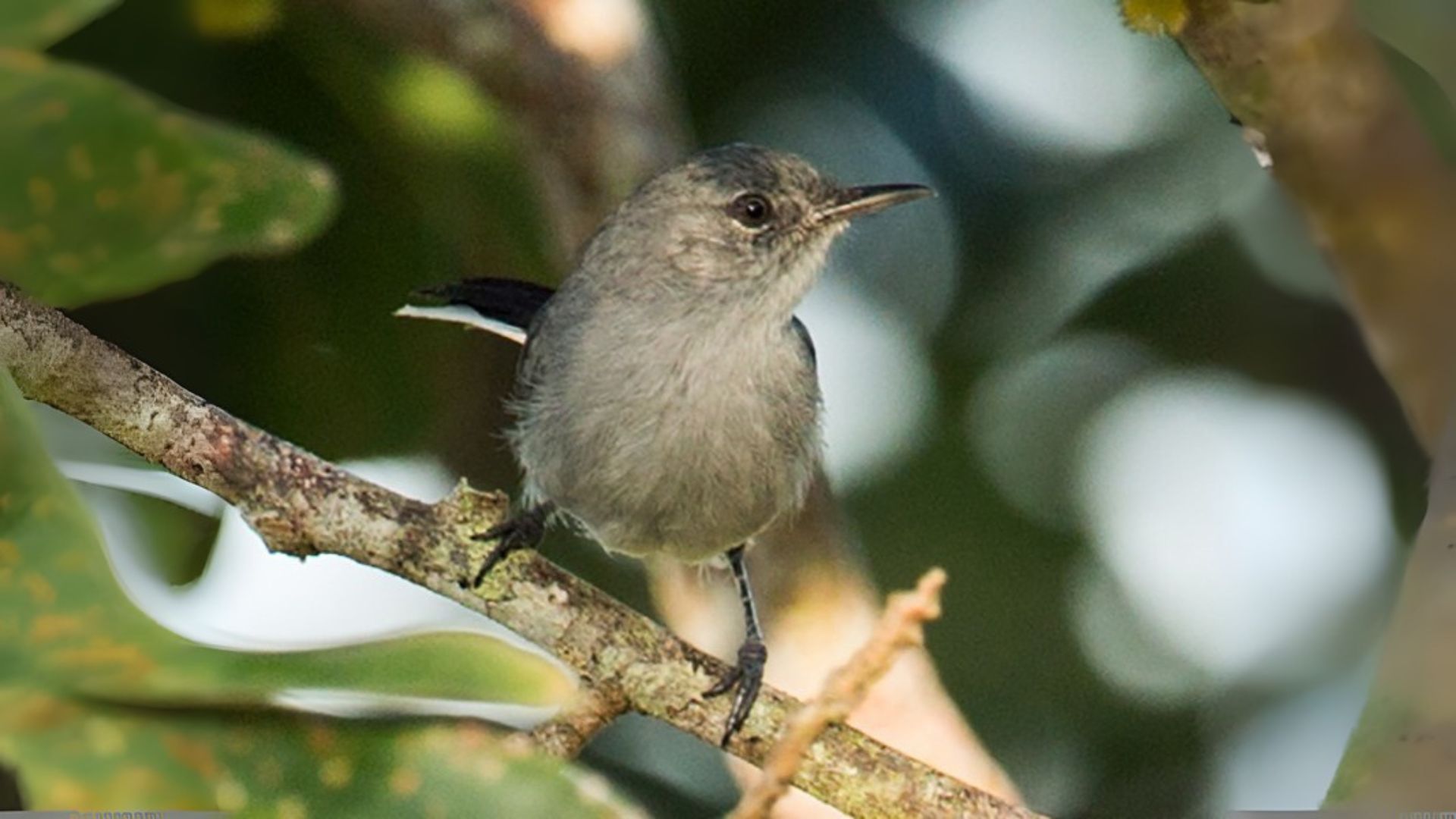 Klages's Gnatcatcher