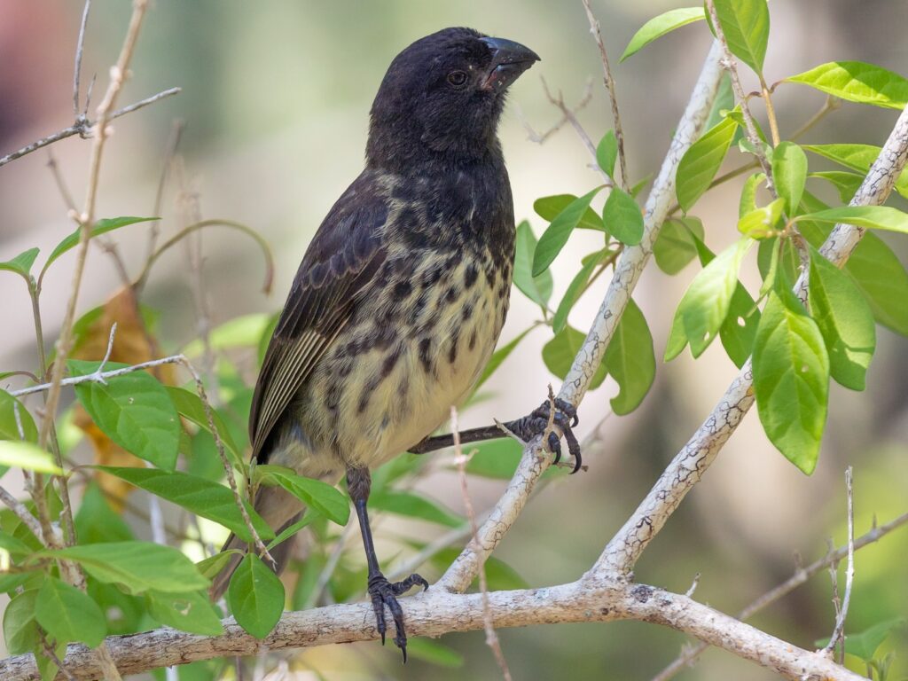 Vegetarian Finch-one of darwins finches