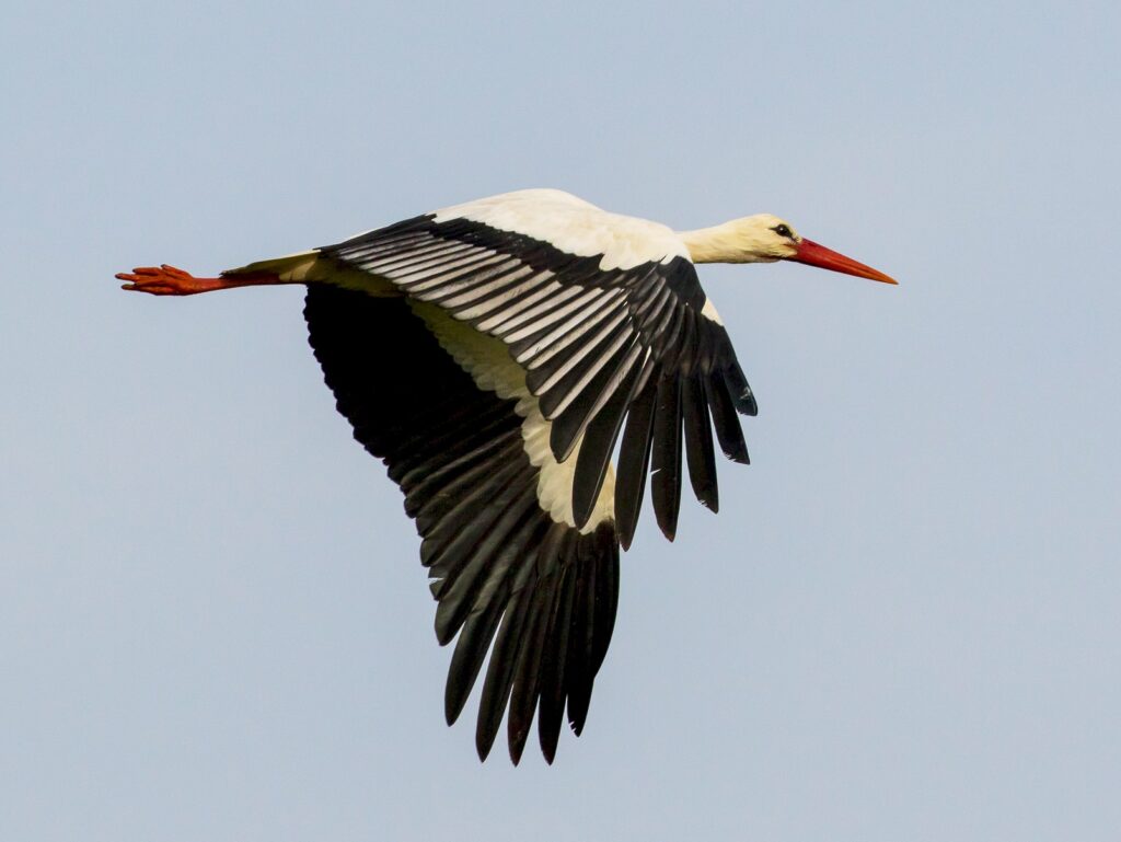 White Stork