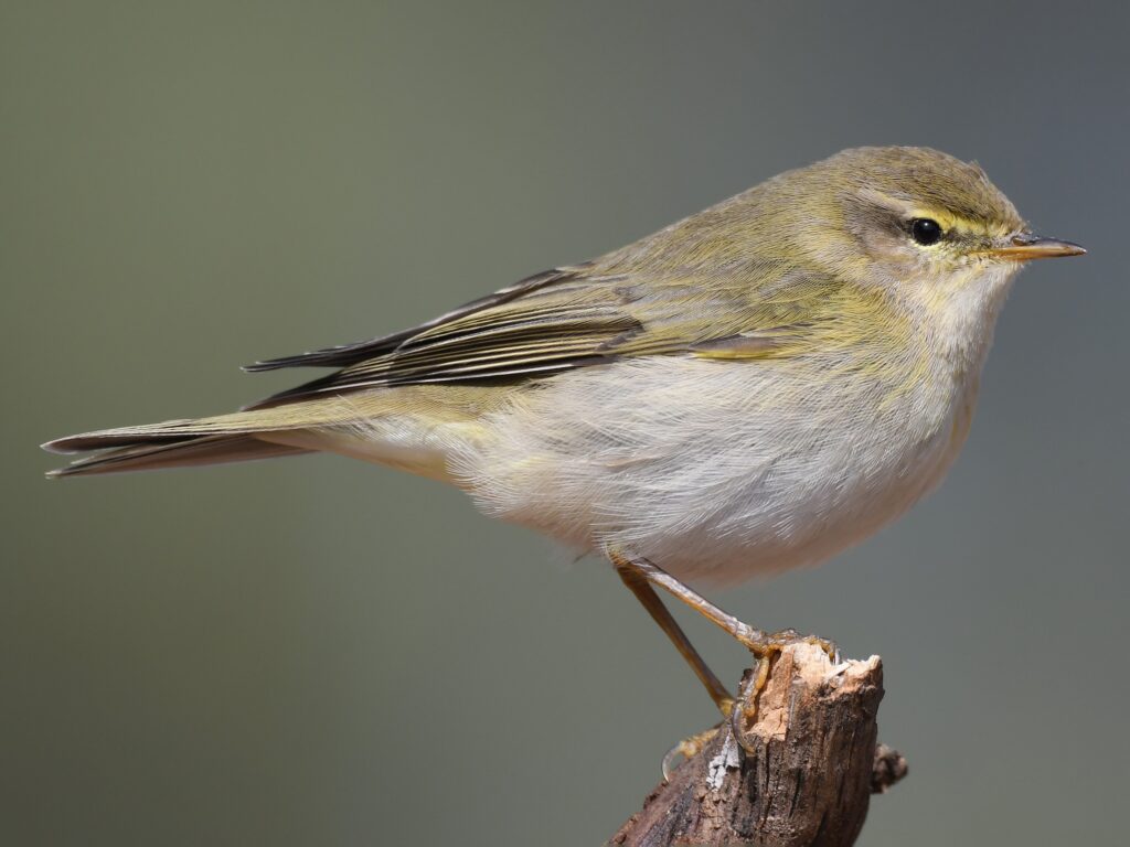 Willow Warbler